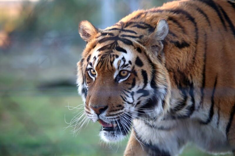 From Delhi: 3-Day Ranthambore National Park Tour - Accessibility and Group Options