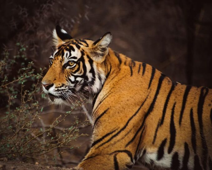 From Delhi: 3-Day Ranthambore National Park Tour - Cancellation and Refund Policy