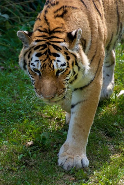 From Delhi: 3-Day Ranthambore National Park Tour - Additional Services