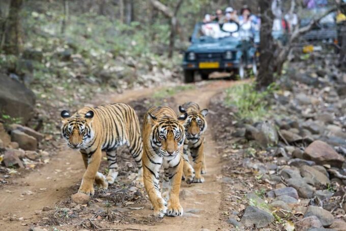 From Delhi: 3-Day Ranthambore National Park Tour - Contact and Booking