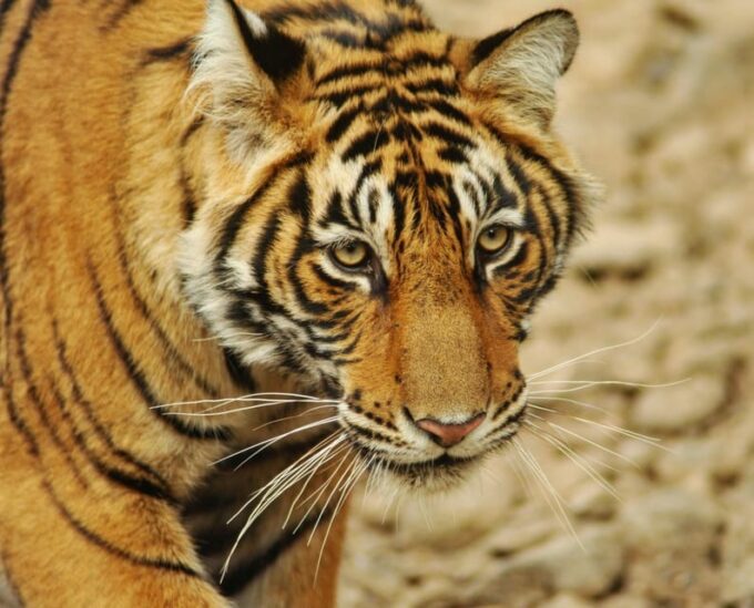 From Delhi: 3-Day Ranthambore National Park Tour - The Sum Up