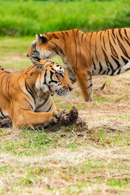 From Delhi: 3-Day Ranthambore Tiger Safari Tour - Good To Know