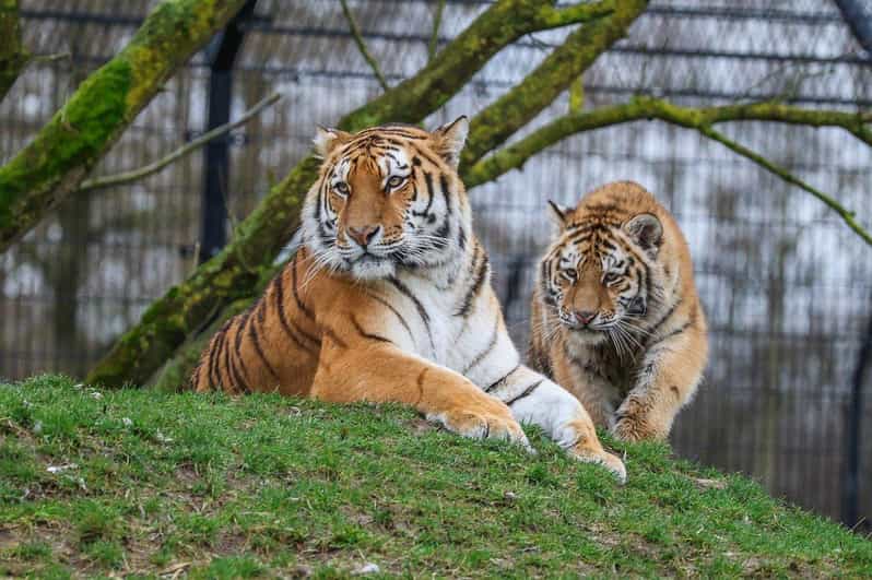 From Delhi: 3-Day Ranthambore Tiger Safari Tour - Itinerary