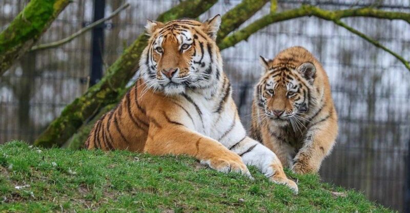 From Delhi: 3-Day Ranthambore Tiger Safari Tour - Inclusions