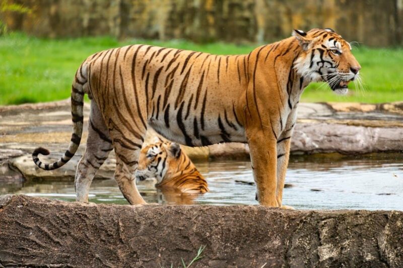 From Delhi: 3-Day Ranthambore Tiger Safari Tour - Exclusions