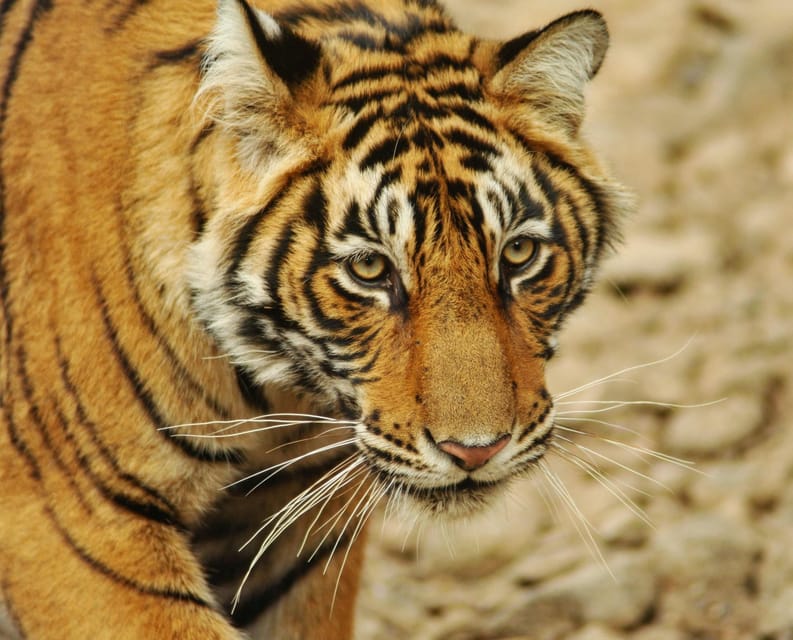 From Delhi: 3-Day Ranthambore Tiger Safari Tour - Important Information
