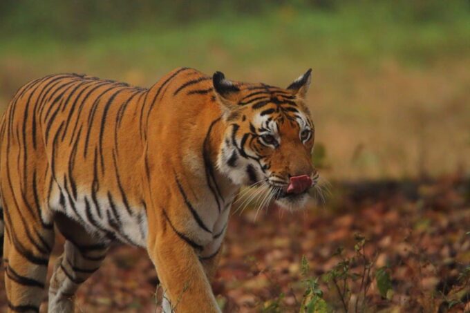 From Delhi: 3-Day Ranthambore Tiger Safari Tour - Pricing and Booking