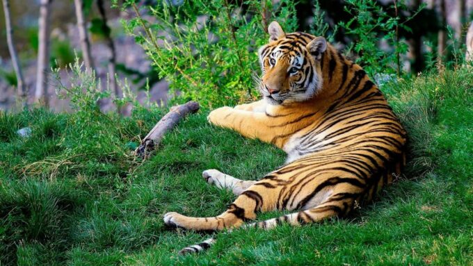 From Delhi: 3-Day Ranthambore Tiger Safari Tour - Getting to Ranthambore