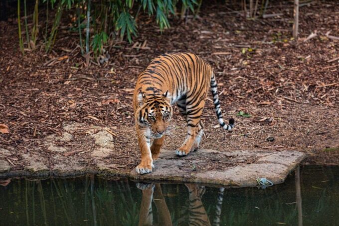 From Delhi: 3-Day Ranthambore Tiger Safari Tour - The Sum Up