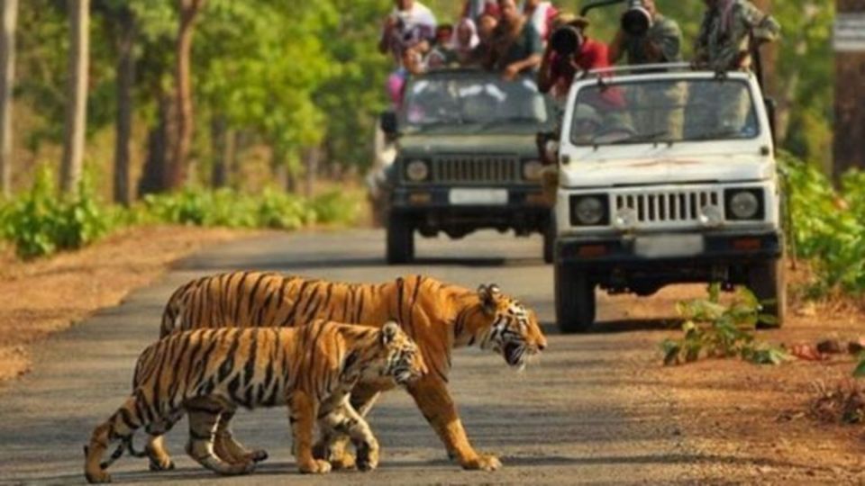 From Delhi: 3-Day Wildlife Trip to Jim Corbett National Park - Day 2 Activities