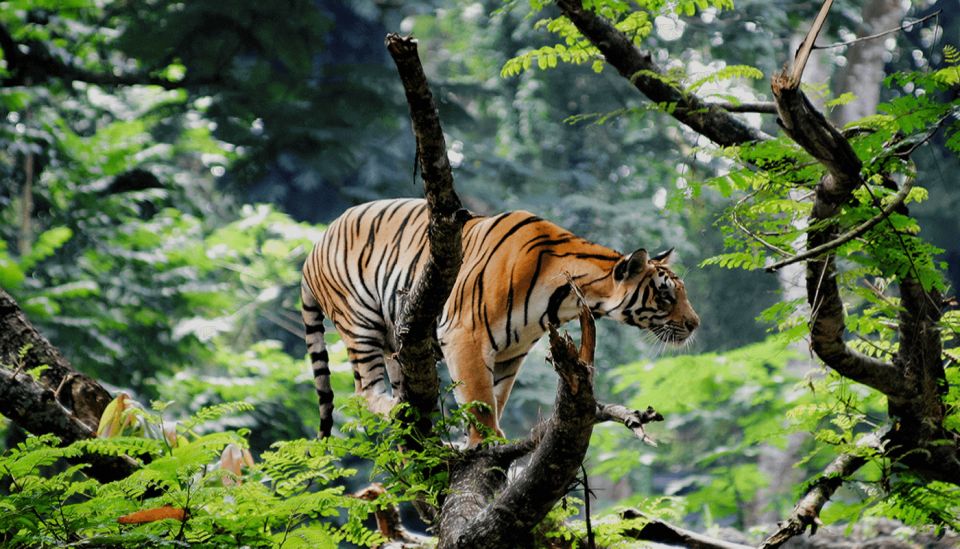 From Delhi: 3-Day Wildlife Trip to Jim Corbett National Park - Day 3 Schedule