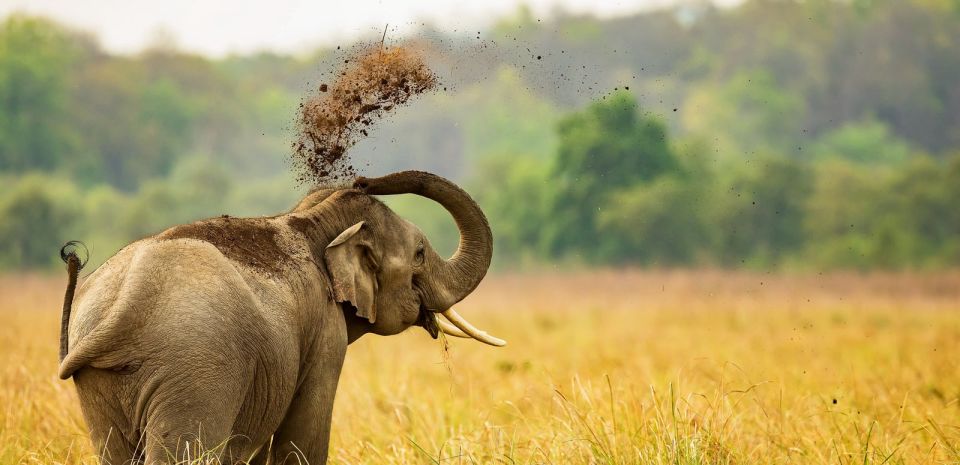 From Delhi: 3-Day Wildlife Trip to Jim Corbett National Park - Important Travel Information