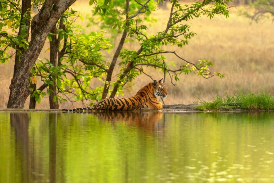 From Delhi: 3-Days Private Ranthambore Wildlife Safari Tour - Key Points