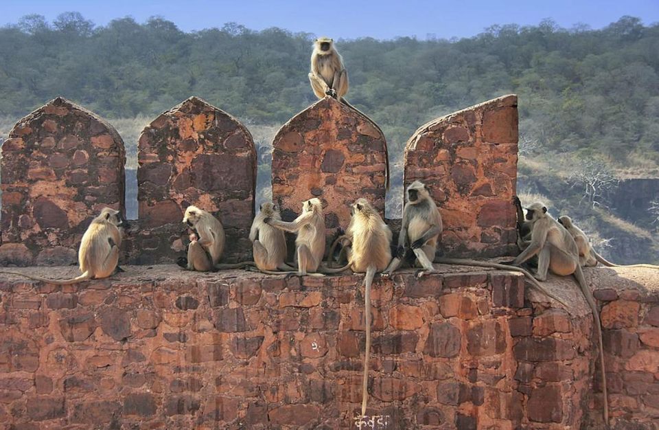 From Delhi: 3 Days Tour of Ranthambore Tiger Safari - Key Points