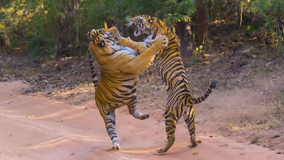 From Delhi: 3 Days Tour of Ranthambore Tiger Safari - Detailed Itinerary