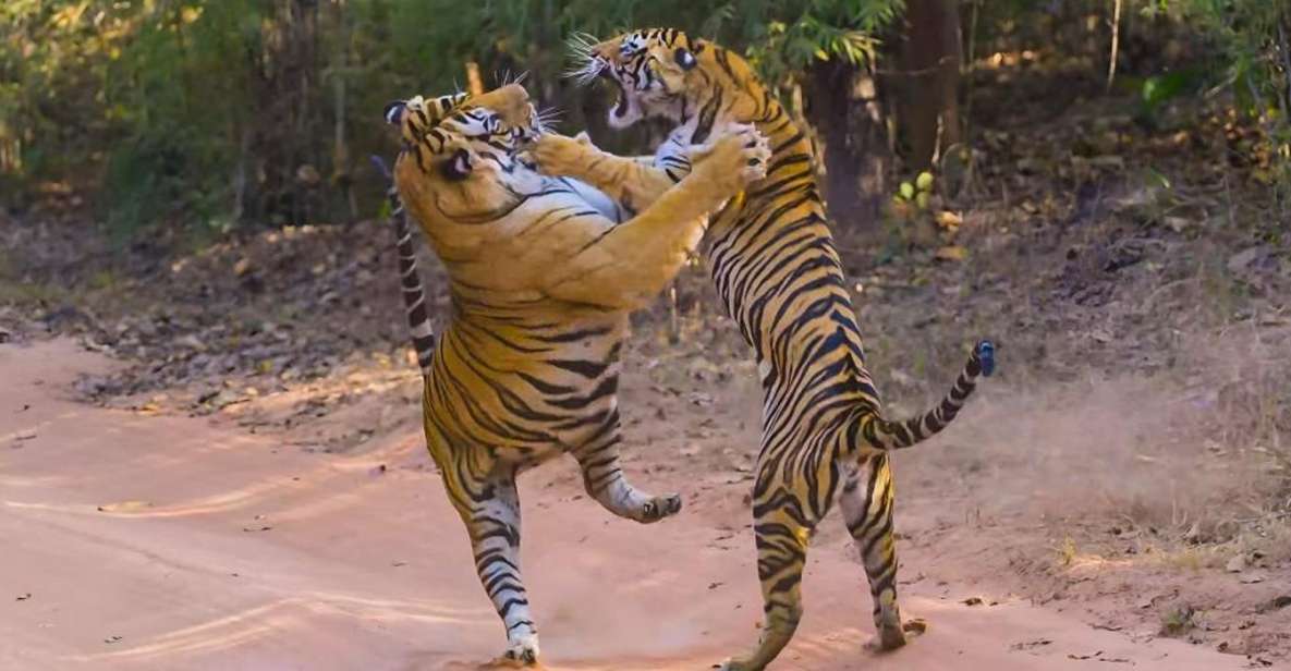 From Delhi: 3 Days Tour of Ranthambore Tiger Safari - Highlights of the Safari
