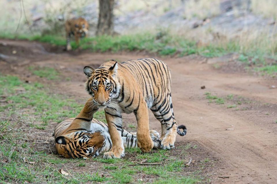 From Delhi: 3 Days Tour of Ranthambore Tiger Safari - Inclusions for Travelers