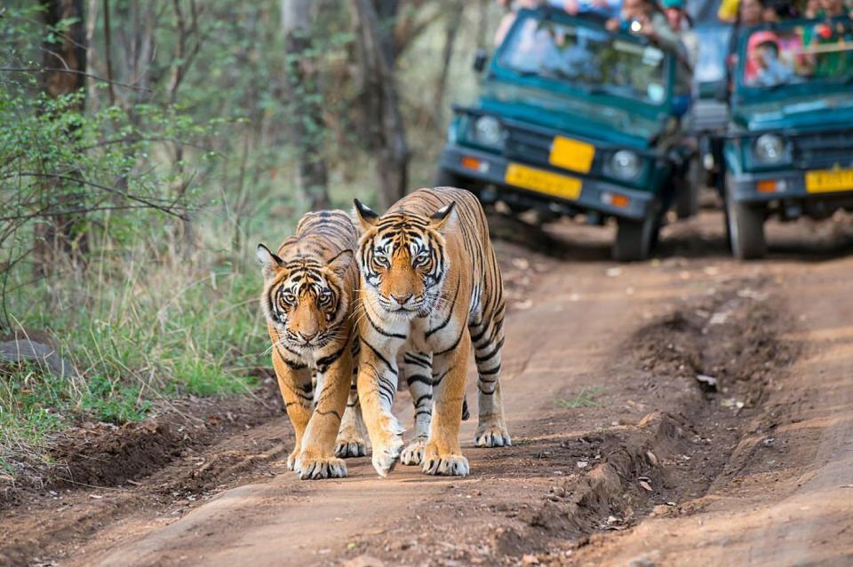 From Delhi: 3 Days Tour of Ranthambore Tiger Safari - Frequently Asked Questions