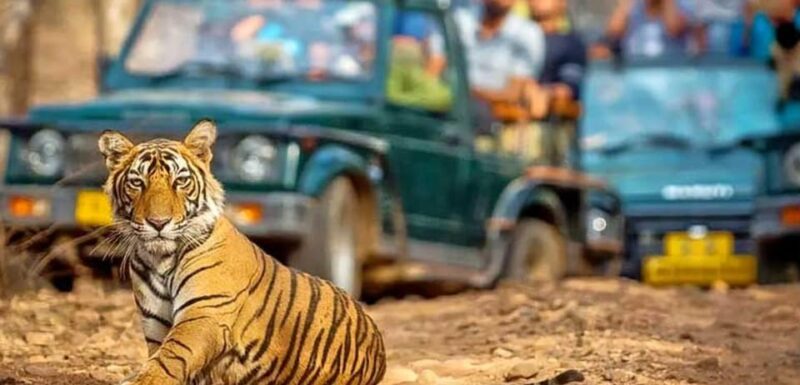 From Delhi: 4-Day Golden Triangle & Ranthambore Tiger Safari - Pricing Information