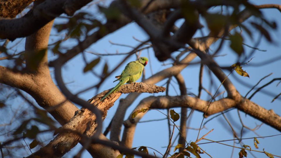From Delhi: 4-Day Golden Triangle & Ranthambore Tiger Safari - Detailed Itinerary