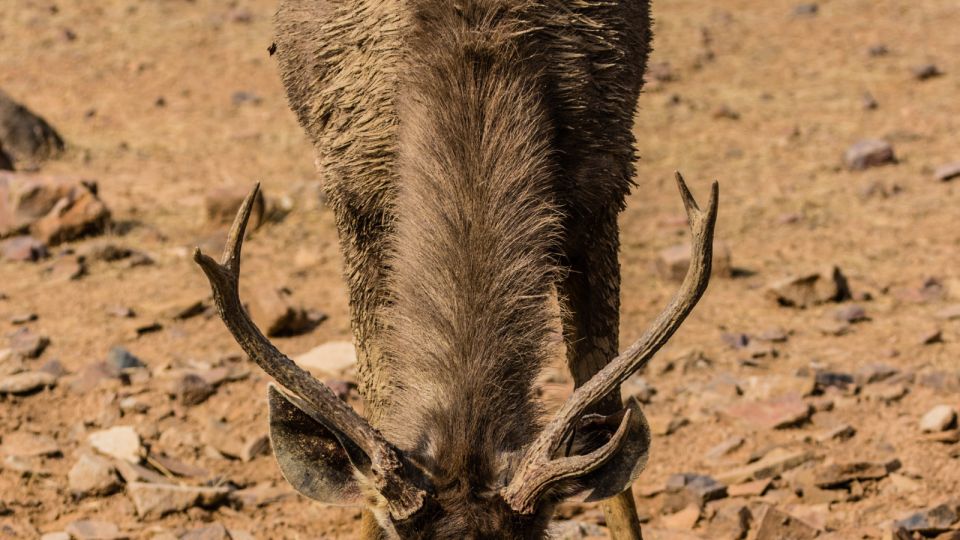From Delhi: 4-Day Golden Triangle & Ranthambore Tiger Safari - Included Features