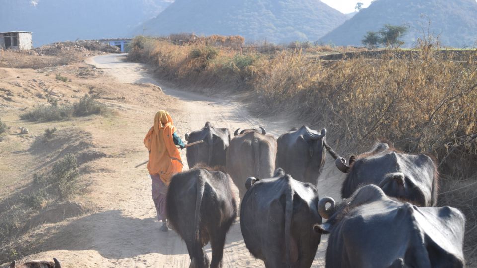 From Delhi: 4-Day Golden Triangle & Ranthambore Tiger Safari - Important Travel Information