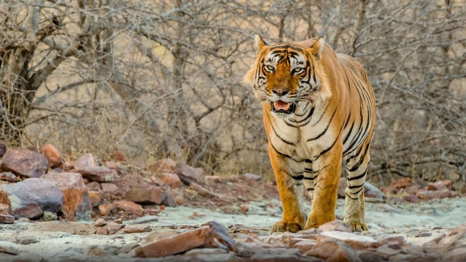 From Delhi: 4-Day Golden Triangle & Ranthambore Tiger Safari - Customer Ratings