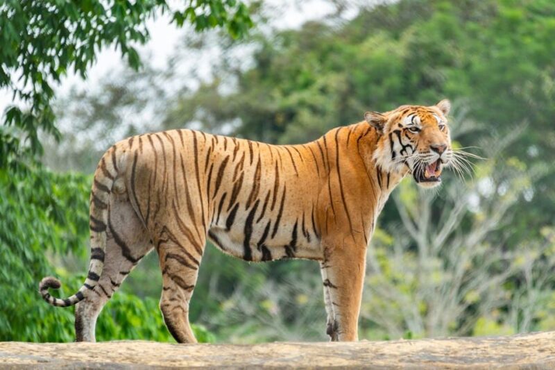 From Delhi: 4-Day Tiger Safari and Golden Triangle Tour - Good To Know