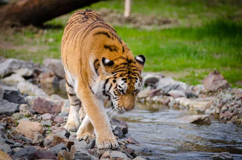 From Delhi: 4-Day Tiger Safari and Golden Triangle Tour - Inclusions
