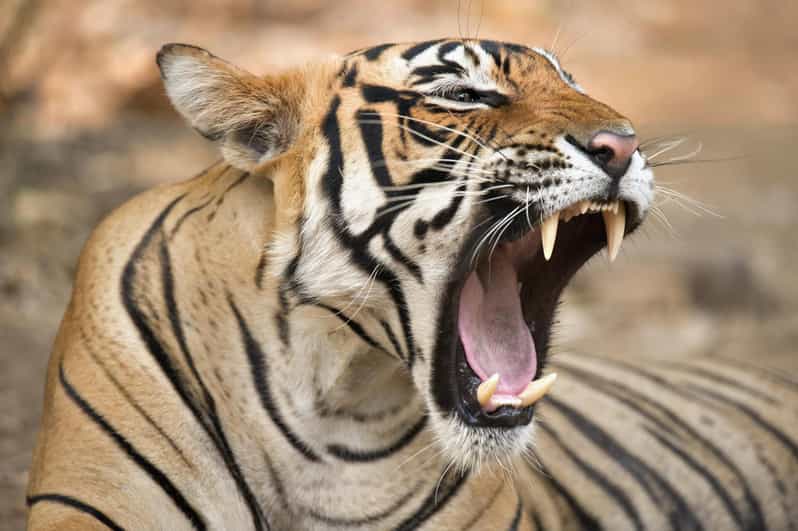 From Delhi: 4 Days Guided Tour to Agra, Ranthambore & Jaipur - Itinerary Highlights