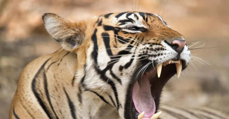 From Delhi: 4 Days Guided Tour to Agra, Ranthambore & Jaipur - Day 1: Delhi Exploration