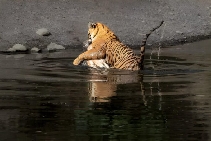 From Delhi: 4 Days Guided Tour to Agra, Ranthambore & Jaipur - Day 4: Jaipur Sightseeing