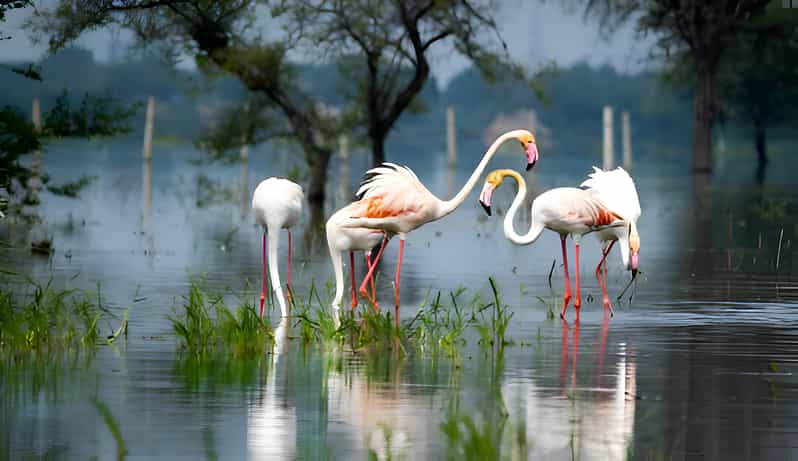 From Delhi: 5 Day Golden Triangle & Safari & Bird Sanctuary - Itinerary Highlights