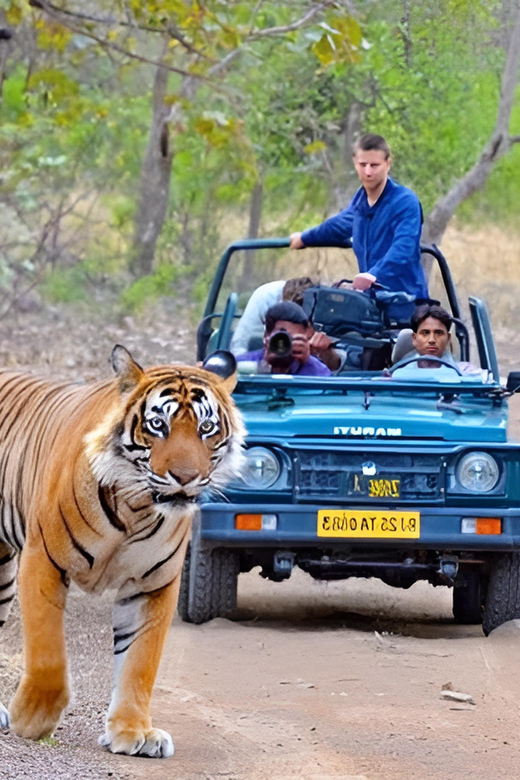 From Delhi: 5 Day Golden Triangle & Safari & Bird Sanctuary - Important Information