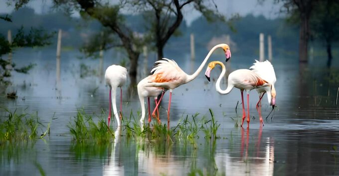 From Delhi: 5 Day Golden Triangle & Safari & Bird Sanctuary - Hotel Accommodation Options