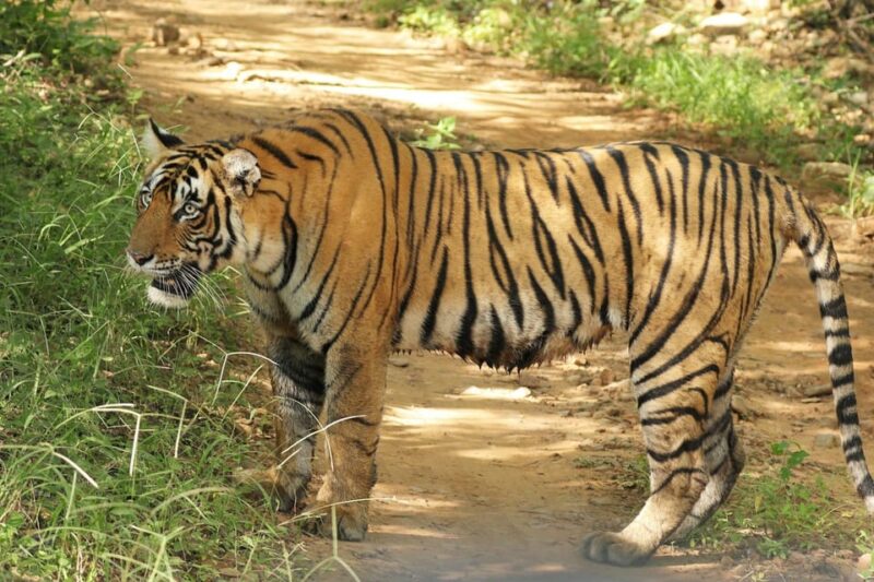 From Delhi: 5-Day Tiger Safari & Golden Triangle Tour - Exclusions