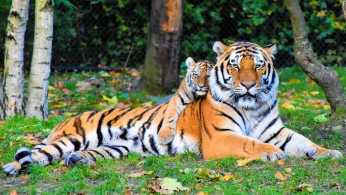 From Delhi: 5-Day Tiger Safari & Golden Triangle Tour - Accommodation and Meals