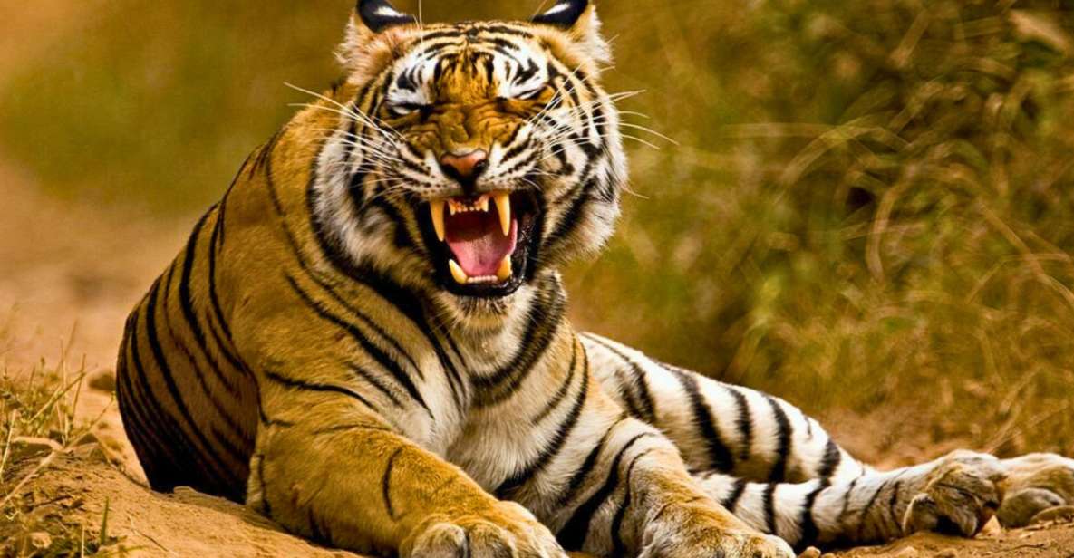 From Delhi: 5-Days Golden Triangle Tour With Tiger Safari - Key Points