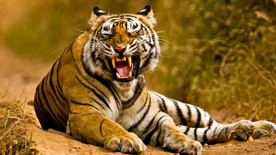From Delhi: 5-Days Golden Triangle Tour With Tiger Safari - Key Attractions