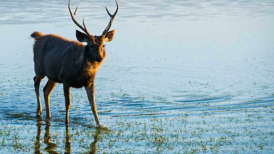 From Delhi: 5-Days Golden Triangle Tour With Tiger Safari - Frequently Asked Questions
