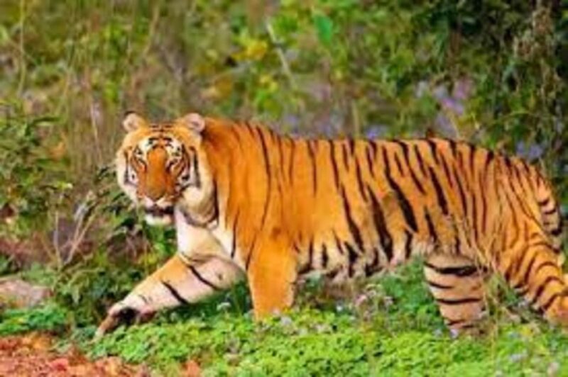 From Delhi: 6-Day Golden Triangle Tour With Ranthambore - Good To Know