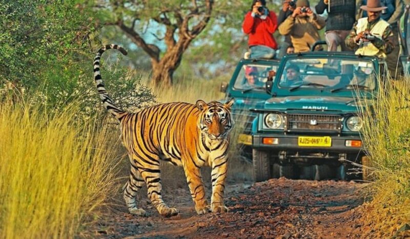 From Delhi: 6-Day Golden Triangle Tour With Ranthambore - Wildlife Experience