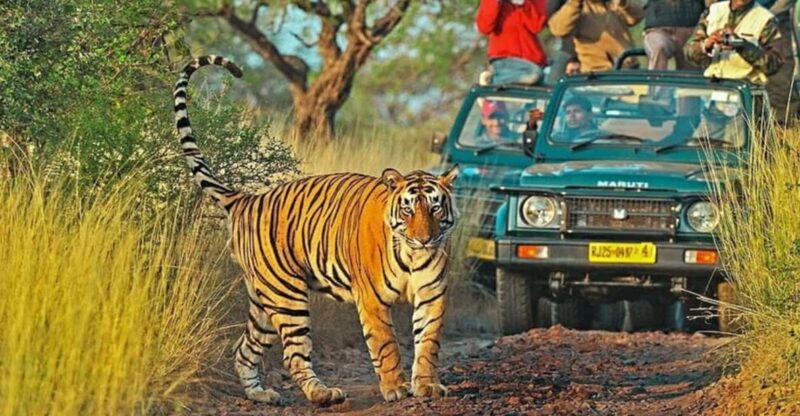 From Delhi: 6-Day Golden Triangle Tour With Ranthambore - Important Information