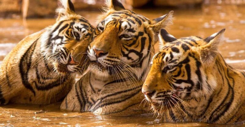 From Delhi: 6 Days Delhi, Agra, Jaipur and Ranthambore Tour - Itinerary Highlights