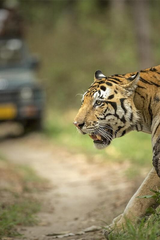 From Delhi: 6 Days Delhi, Agra, Jaipur and Ranthambore Tour - Important Information
