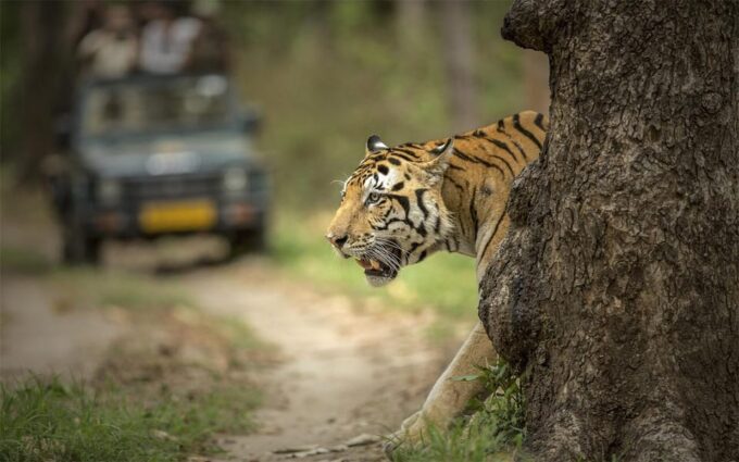 From Delhi: 6 Days Delhi, Agra, Jaipur and Ranthambore Tour - Contact and Booking