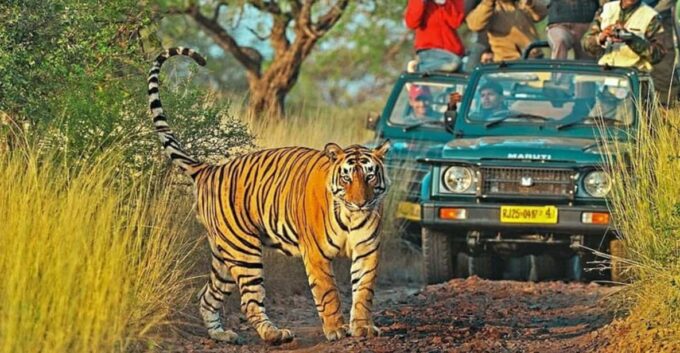From Delhi : 6 Days Delhi, Jaipur, Agra & Ranthambore By Car - Languages and Guides