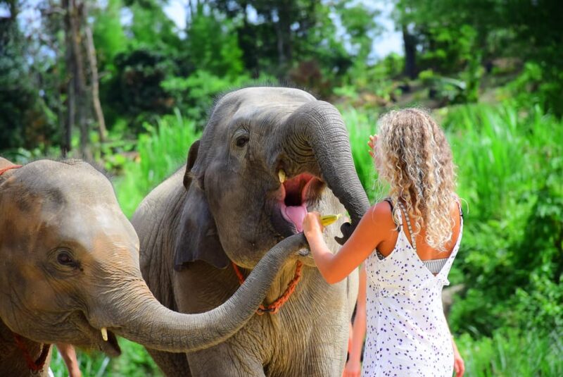 From Delhi: Elephant and Taj Mahal Private Tour By Car - Good To Know