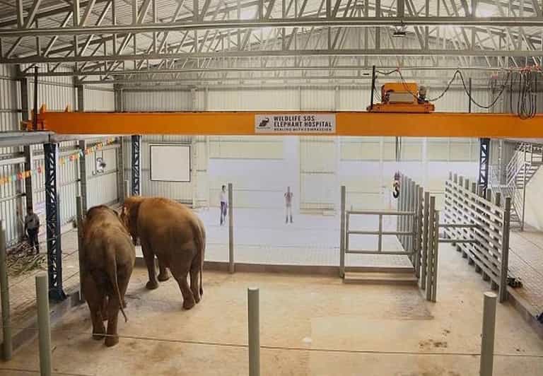 From Delhi : Elephant Conservation and Care Centre -Wildlife - Good To Know