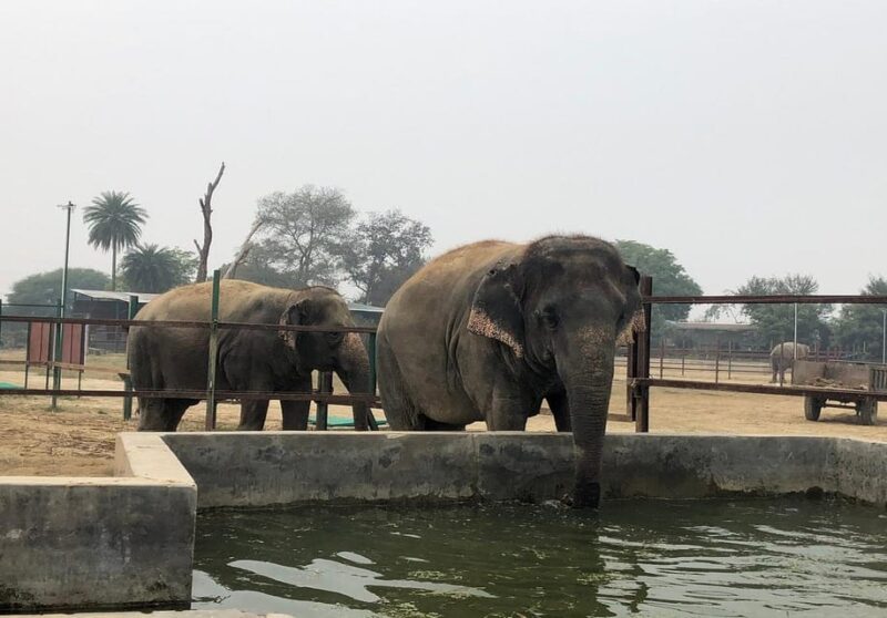 From Delhi : Elephant Conservation and Care Centre -Wildlife - Transportation and Itinerary